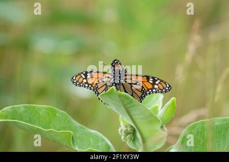 Monarch Butterflies Mating in Summer Stock Photo