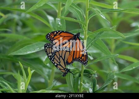 Monarch Butterflies Mating in Summer Stock Photo