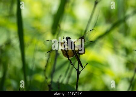 Widow Skimmer Dragonfly in Summer Stock Photo