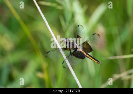 Widow Skimmer Dragonfly in Summer Stock Photo