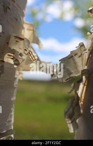 Birch Bark from two trees with green grass and blue sky in the background Stock Photo