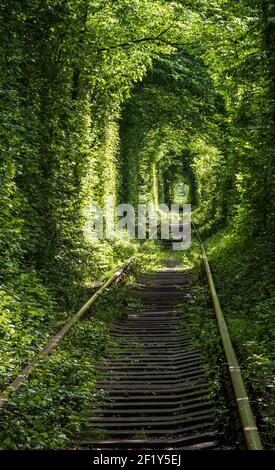 Tunnel of Love ( railway  in forest near Klevan, Ukraine) Stock Photo