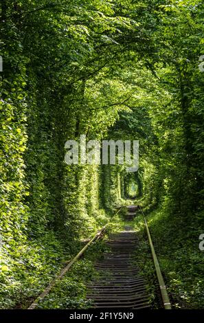 Tunnel of Love ( railway  in forest near Klevan, Ukraine) Stock Photo