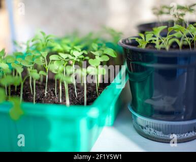 Planting young seedlings in a large pot on the table, at home. A young sprout of delicious greens for salad. Stock Photo