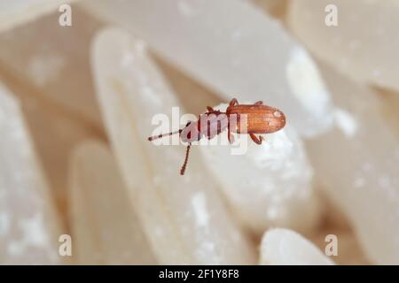 Macro Photography of Sawtoothed Grain Beetle on Raw Rice Stock Photo