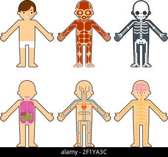 Body anatomy for kids. The skeleton and muscles, nervous system and circulatory system infographics elements Stock Vector