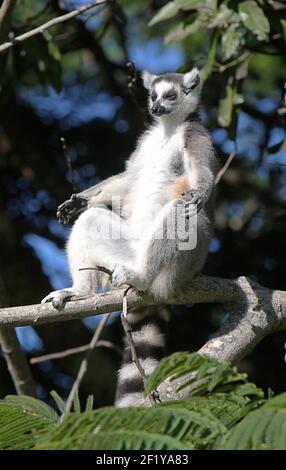 Sunbathing Ring-tailed lemur (Lemur catta), Berenty Reserve, Madagascar Stock Photo