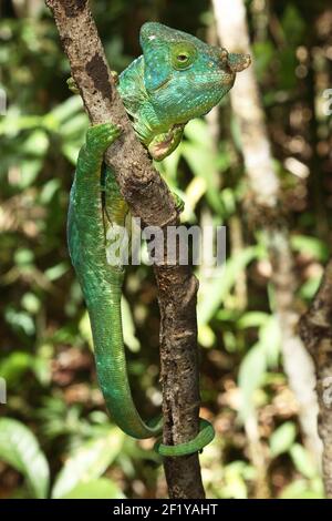 Male Parson's chameleon (Calumma parsonii parsonii), Andasibe-Mantadia National Park, Madagascar Stock Photo
