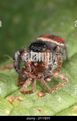 Female Johnson's Jumping Spider Feeding on spider Stock Photo