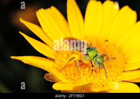 Female Metallic Green Sweat Bee (Agapostemon texanus) on yellow flower Stock Photo