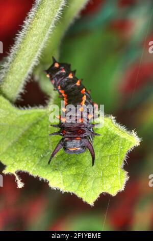 Pipevine Swallowtail Caterpillar (Battus philenor) on Dutchman's Pipe (Aristolochia macrophylla) Stock Photo