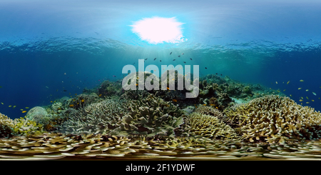 360 degree panoramic view of The underwater world of a coral reef.