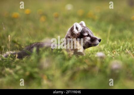 Young arctic fox (Vulpes lagopus, synonym Alopex lagopus), MoedrudÃ¡lur, Iceland, Europe Stock Photo