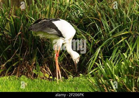 Oriental stork (Ciconia boyciana) a single Oriental stork looking for food with pampas grass and a fence in the background Stock Photo