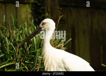 Oriental stork (Ciconia boyciana) head and shoulders of a single Oriental stork with pampas grass and a fence in the background Stock Photo