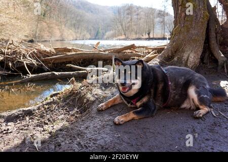 A selective focus of a fat dog resting beside a tree near a river Stock Photo