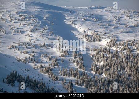 Snow covered fir trees on snowy mountain slope in last evening sunset sun light. Magnificent dusk on picturesque alpine resort s Stock Photo