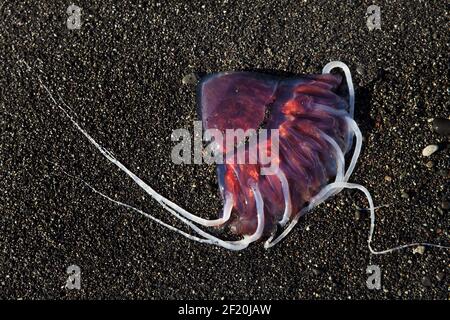 Red jellyfish, also Meduse or Medusa, on black sand beach, Breidarmerkursandur, Iceland, Europe Stock Photo