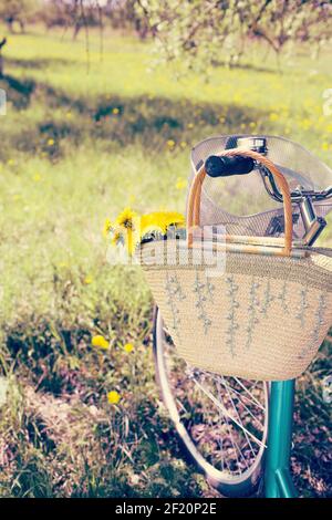 Summer leisure: a bouquet of yellow dandelions in an old wicker basket on a retro bike near the trunk of an old apple tree on a sunny day Stock Photo