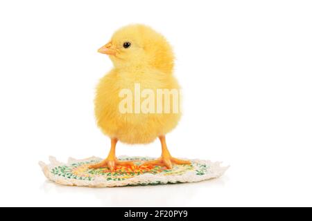 little beautiful yellow chicken stands on a rug isolated on white background Stock Photo