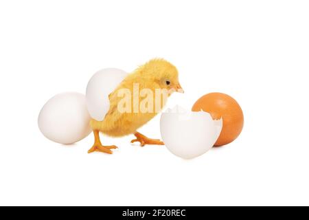 Little beautiful yellow chick just hatched from an egg isolated on white background Stock Photo