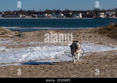 Young Romanian crossbreed dog - Ciobanesc Romanesc Carpatin crossbreed Stock Photo