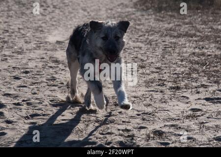 Young Romanian crossbreed dog - Ciobanesc Romanesc Carpatin crossbreed Stock Photo