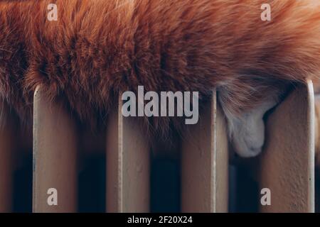 Orange and white cat sleeping on an old iron radiator heater, close up of fur and one cute paw Stock Photo