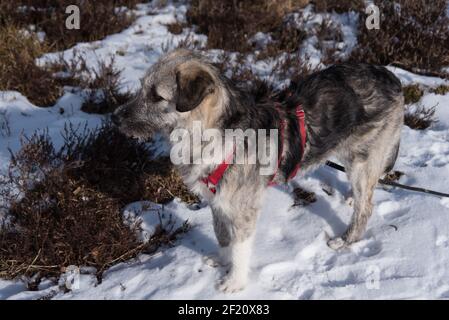 Young Romanian crossbreed dog - Ciobanesc Romanesc Carpatin crossbreed Stock Photo