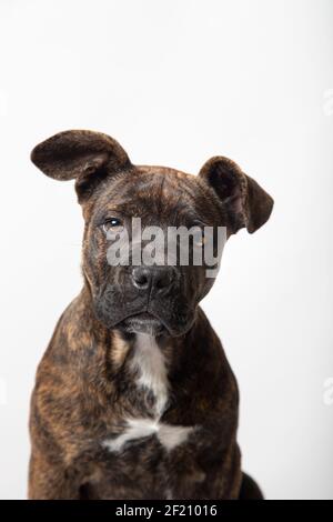 Gorgeous american stanford puppy isolated on white background Stock Photo