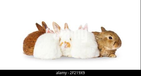 rabbits sitting in a heap isolated on white Stock Photo