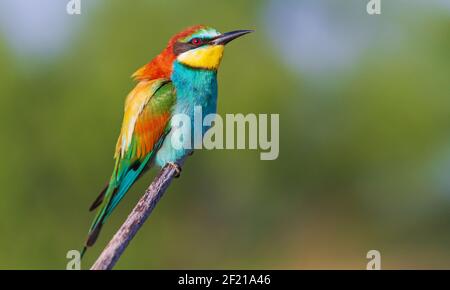spring bird of paradise sits proudly on a branch Stock Photo