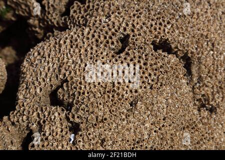 Close up of a group of Barnacles formed of course sand grains glued together with most residents still in hiding as the Barnacles are exposed. Stock Photo