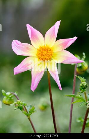 Dahlia 'Trelyn Seren'. Single star, Single Orchid, border dahlia. Purple-tipped flowers with yellow cores Stock Photo