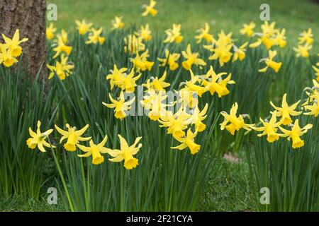 Garden Daffodils (Narcissus sp) in Norbiton, Surrey Stock Photo