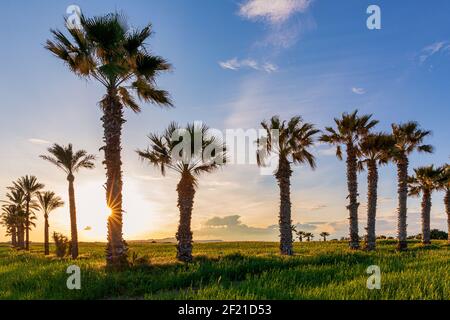 Silhouette of palms during sunset at Mazotos beach, Cyprus Stock Photo