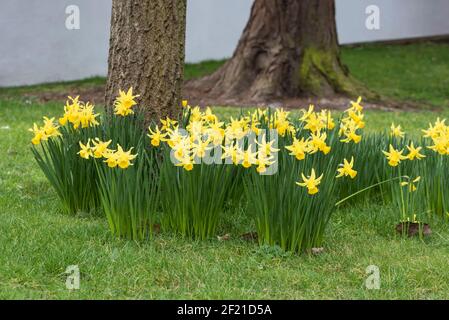 Garden Daffodils (Narcissus sp) in Norbiton, Surrey Stock Photo