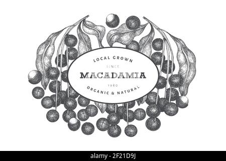 Hand drawn macadamia branch and kernels design template. Organic food vector illustration on white background. Retro nut illustration. Engraved style Stock Vector