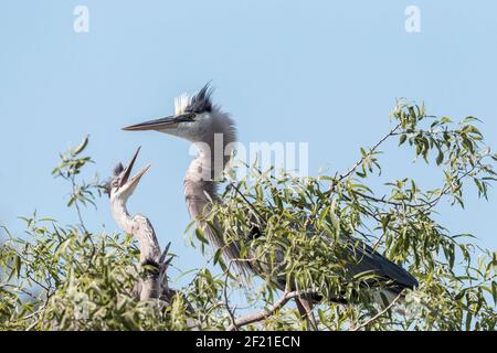 great blue heron, Ardea herodias, two well-grown nestlings in the nest, Everglades, Florida, USA Stock Photo