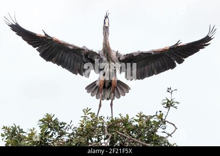 great blue heron, Ardea herodias, single adult landing on nest, Everglades, Florida, USA Stock Photo