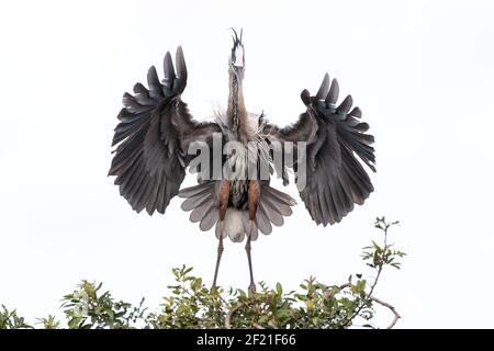 great blue heron, Ardea herodias, single adult landing on nest, Everglades, Florida, USA Stock Photo