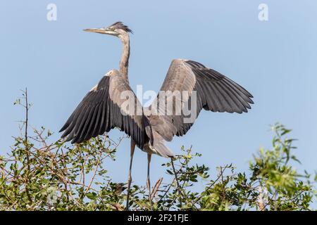 great blue heron, Ardea herodias, single well-grown nestling in the nest, Everglades, Florida, USA Stock Photo