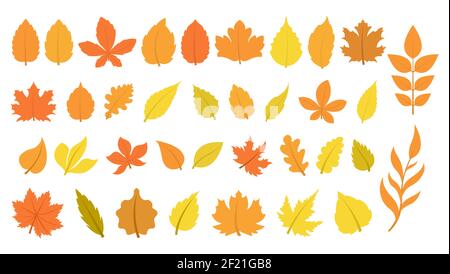 Large set of leaves in autumn colors. 36 different leaves Stock Vector