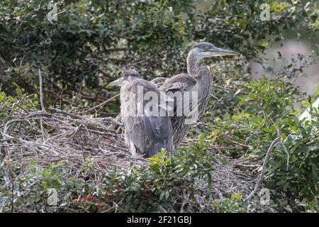 great blue heron, Ardea herodias, two well-grown nestlings in the nest, Everglades, Florida, USA Stock Photo