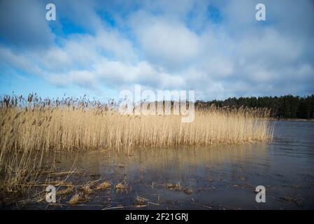 Dry reed on the sea, reed layer, reed seeds. Golden reed grass in the fall in the sun. Abstract natural background. Beautiful pattern with neutral col Stock Photo