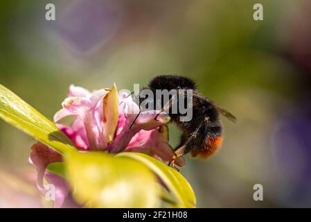 A red-tailed bumblebee feeding on a flower. Stock Photo