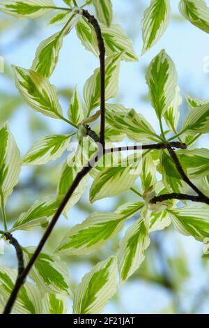 Cornus controversa 'Variegata', the Wedding cake tree, variegated table dogwood. Ovate leaves broadly margined with cream Stock Photo
