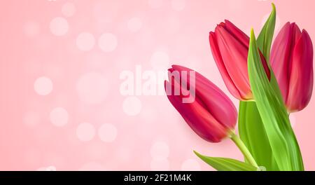 Realistic Natural Tulips Flower Background. Vector Illustration Stock Vector