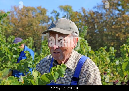 Grape harvest: Hand harvest of Pinot Noir and Pinot Gris grapes in the Palatinate, Germany Stock Photo