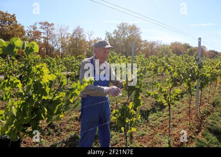 Grape harvest: Hand harvest of Pinot Noir and Pinot Gris grapes in the Palatinate, Germany Stock Photo